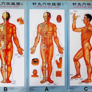 Body Chart of Acupuncture - 3 Laminated Charts