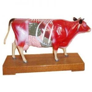 Cow Model