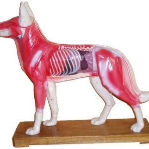 Dog Model