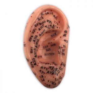 Model of Ear, Medium size, 8.5"H x 5"W