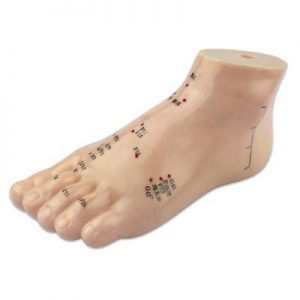 Model of Foot,6" L