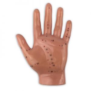 Model of Hand, 5"H"