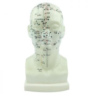 Model of Head, 9" H