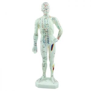 Model of Human Body, 19"H