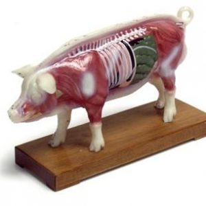 Pig Model
