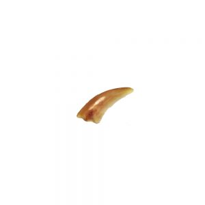 Practical Gua Sha Tool - Buffalo Horn